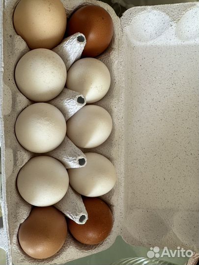 Домашние куриные яйца