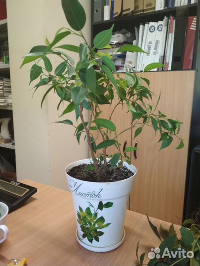 Фикус, бегония тигровая