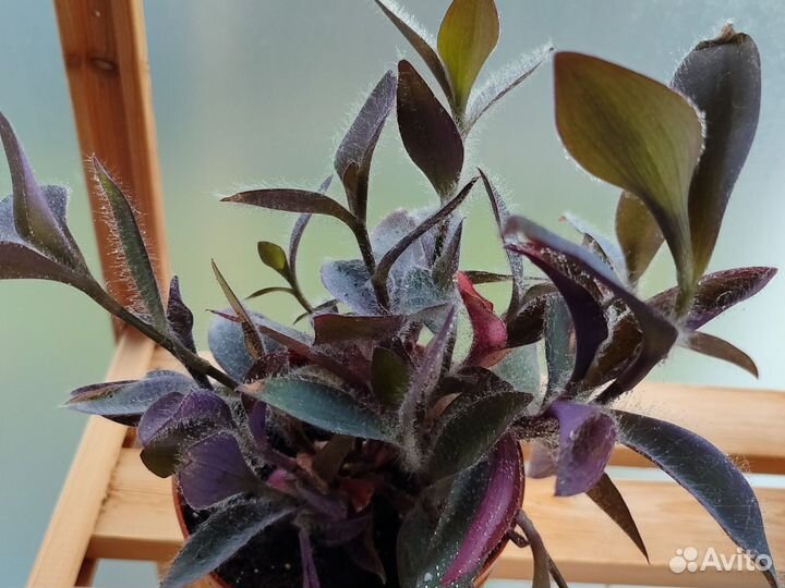 Традесканция фиолетовая (Сеткрезия)