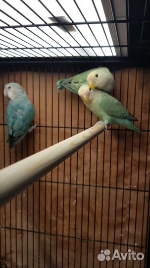 Неразлучники птенцы