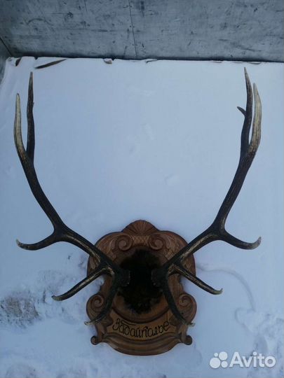 Рога изюбря