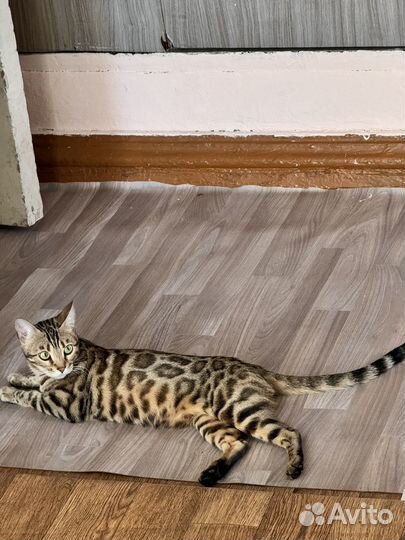 Бенгальская кошка