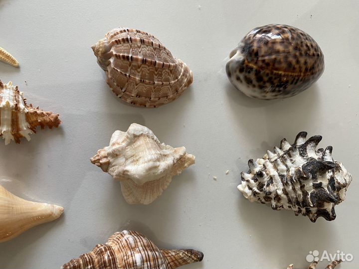 Ракушки для декора или аквариума