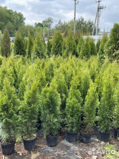 Туя смарагд