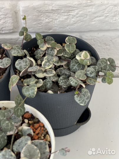 Церопегия Вуда