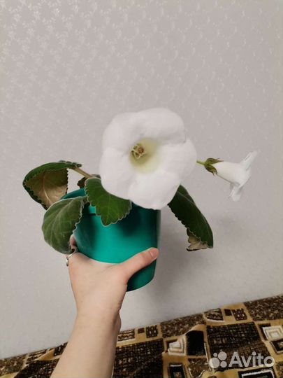 Цветы глоксиния