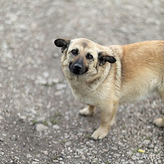 Ищем дом для миниатюрной собаки
