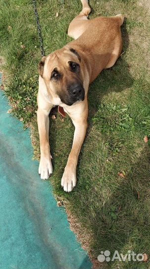 Волкодав вязка