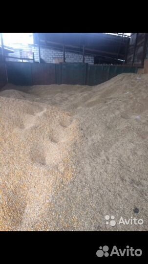 Домашние свиньи