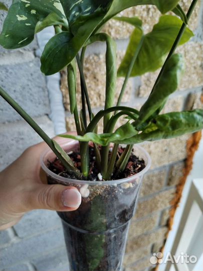 Сингониум панда