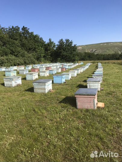 Пчелы карника