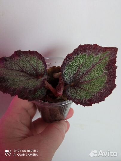 Детки декоративно - листных бегоний