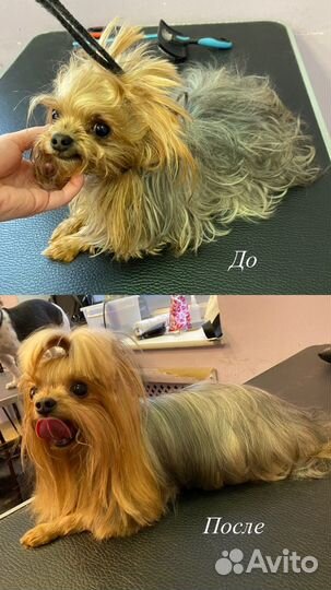 Грумер для собак и кошек