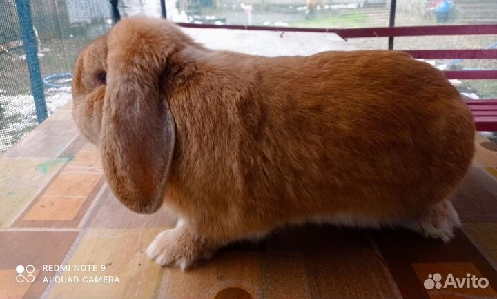 Кролики французский баран. Калифорния