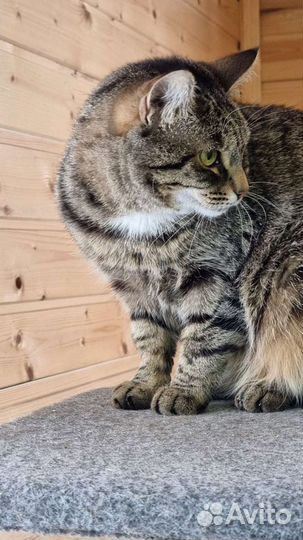 Серо-полосатая киса в дар