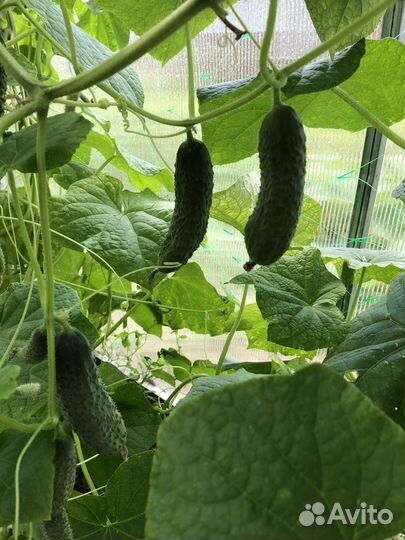 Огурцы домашние