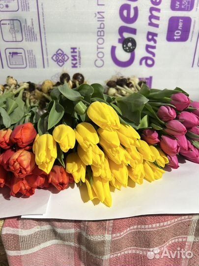 Продам тюльпан