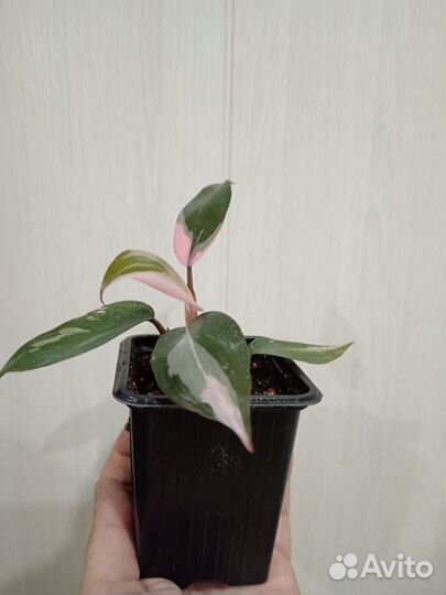 Филодендроны сортовые