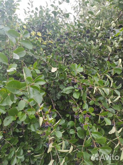 Черноплодная рябина ягоды