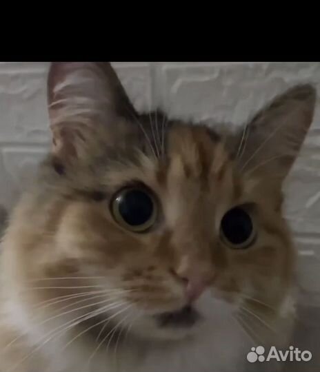 Молодая кошечка Марта