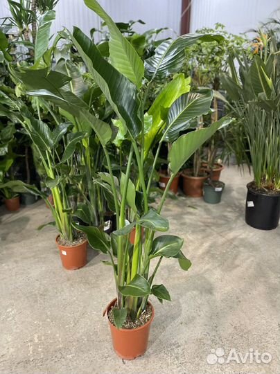 Стрелиция николая от 150см