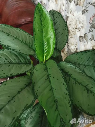 Аглаонема фридман. Комнатные цветы