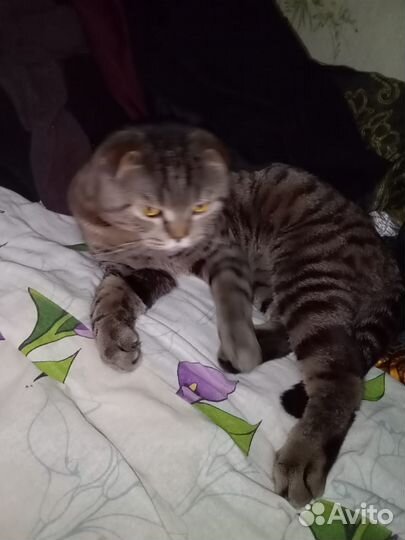 Продам Кота
