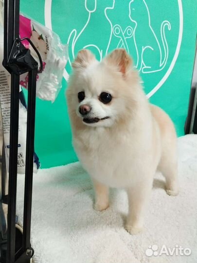 Ультразвуковая чистка зубов стрижка собак и кошек