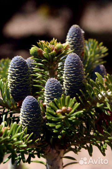 Продам пихту кореана