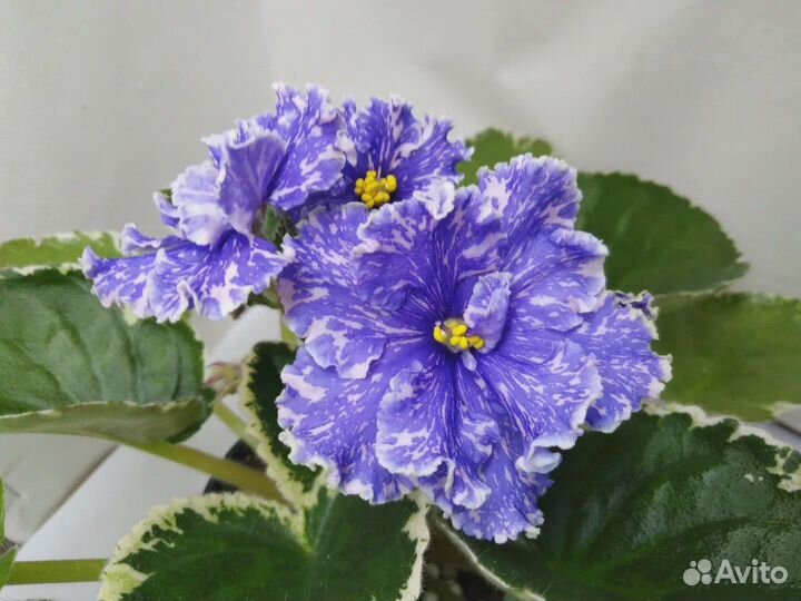 Укоренённые листочки фиалочек