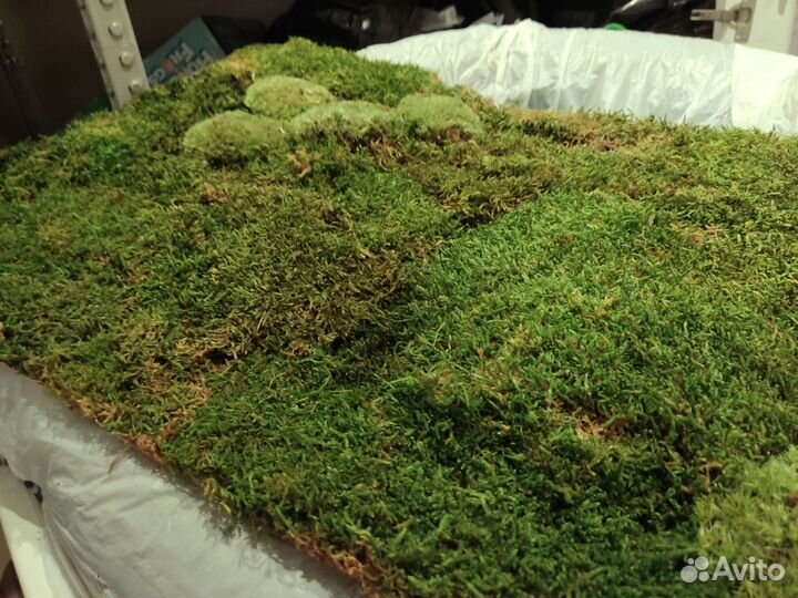 Стабилизированный мох