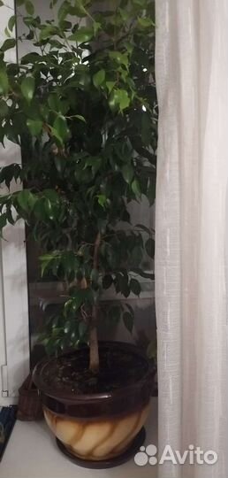 Фикус бенджамина