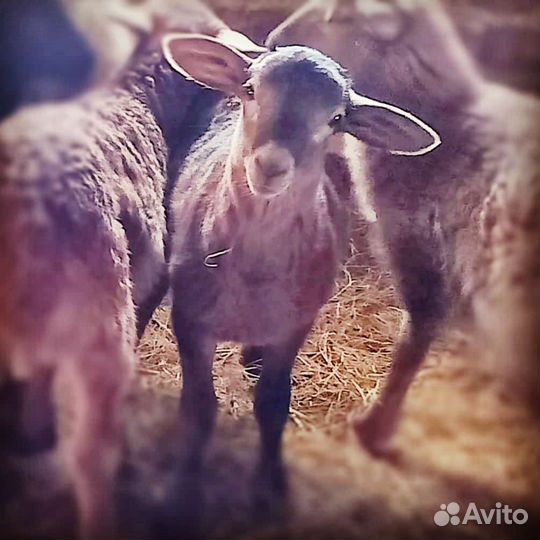 Ярки Катумские открыта бронь