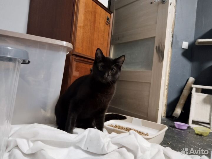 Милый котик-подросток, брошенный из-за бомбежки