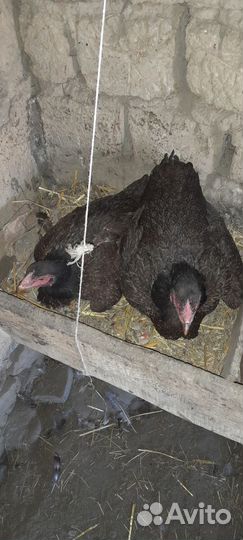 Бойцовые куры