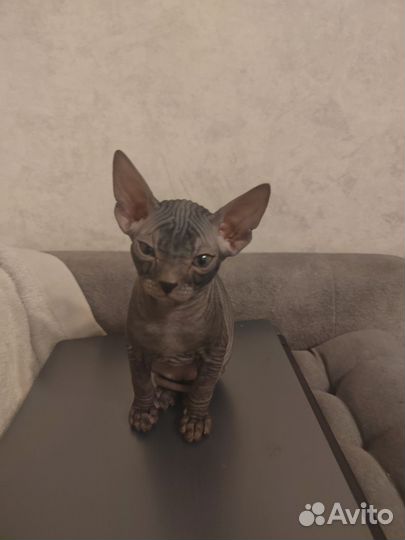 Донской сфинкс котята