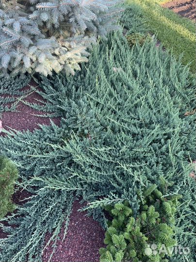 Можжевельник