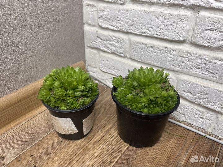 Молодило набор комнатные цветы