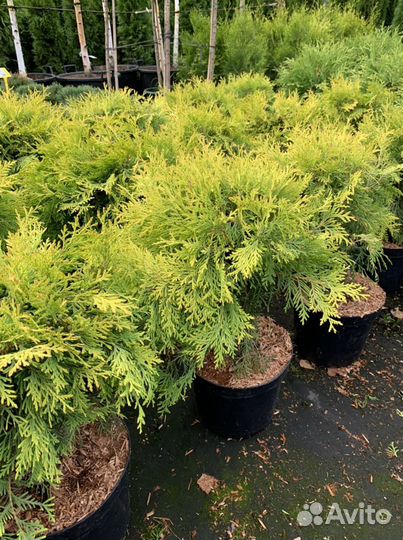 Туя западная Глобоза