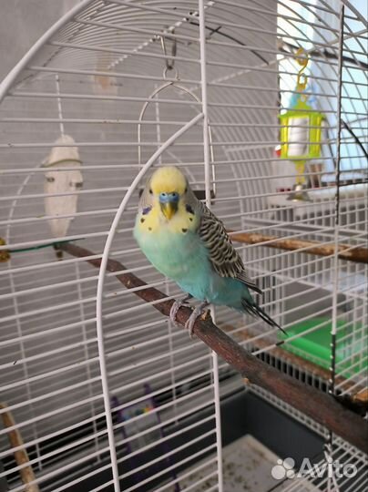 Пара волнистых попугаев