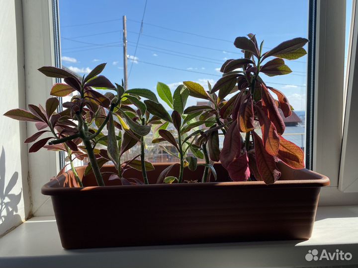 Синадениум