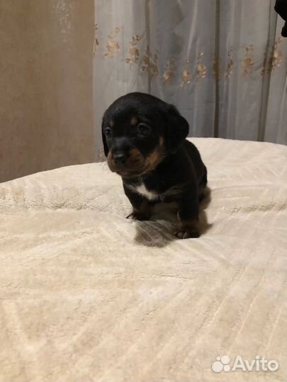 Такса+двоняга