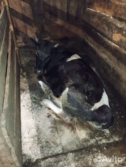 Корова дойная с теленком