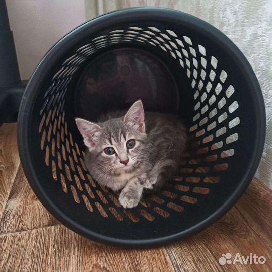Отдам кошечку в добрые руки