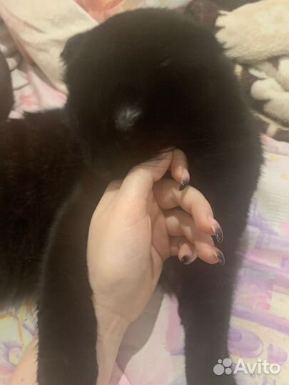 Кошка в дар