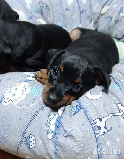 Щенки цвергпинчера