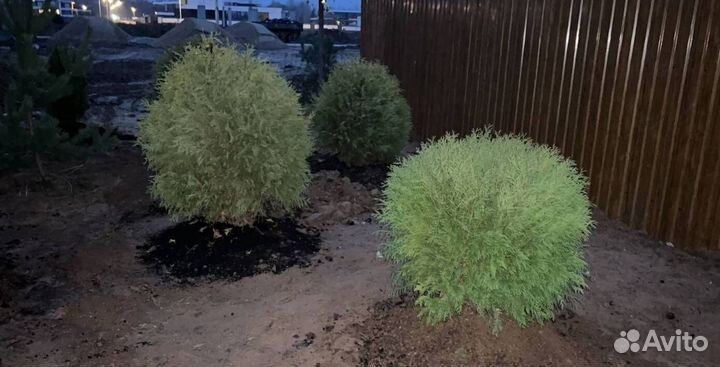 Можжевельник Блю Эрроу