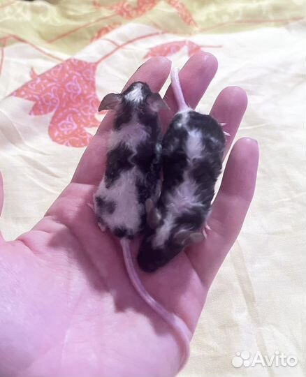 Декоративные мыши