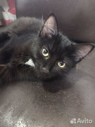 Котёнок