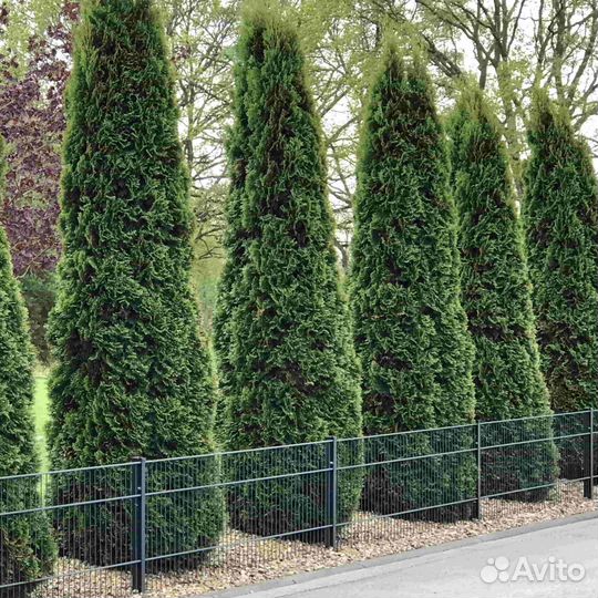 Туя смарагд с гарантией приживаемости